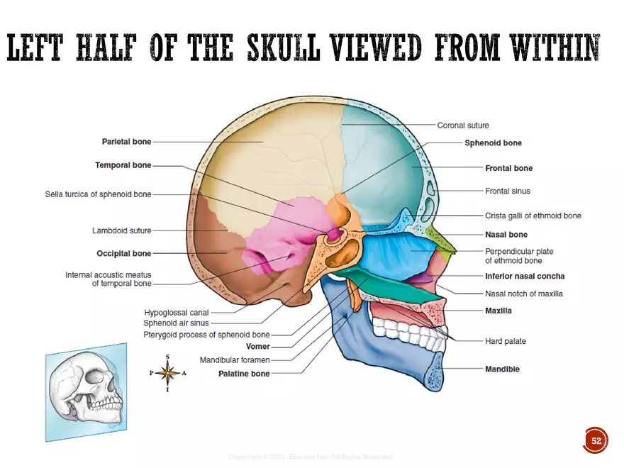 Ch. 11, 12, 13 Skeletal Tissues, Axial and Appendicular Skeleton-3 - Page 48