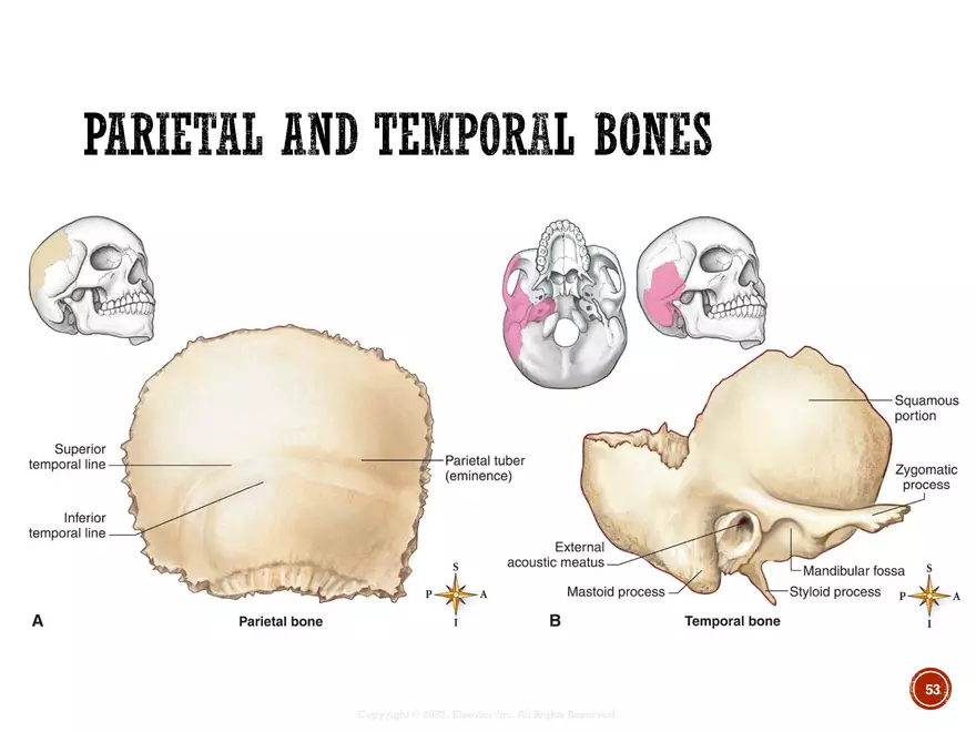 Ch. 11, 12, 13 Skeletal Tissues, Axial and Appendicular Skeleton-3 - Page 49