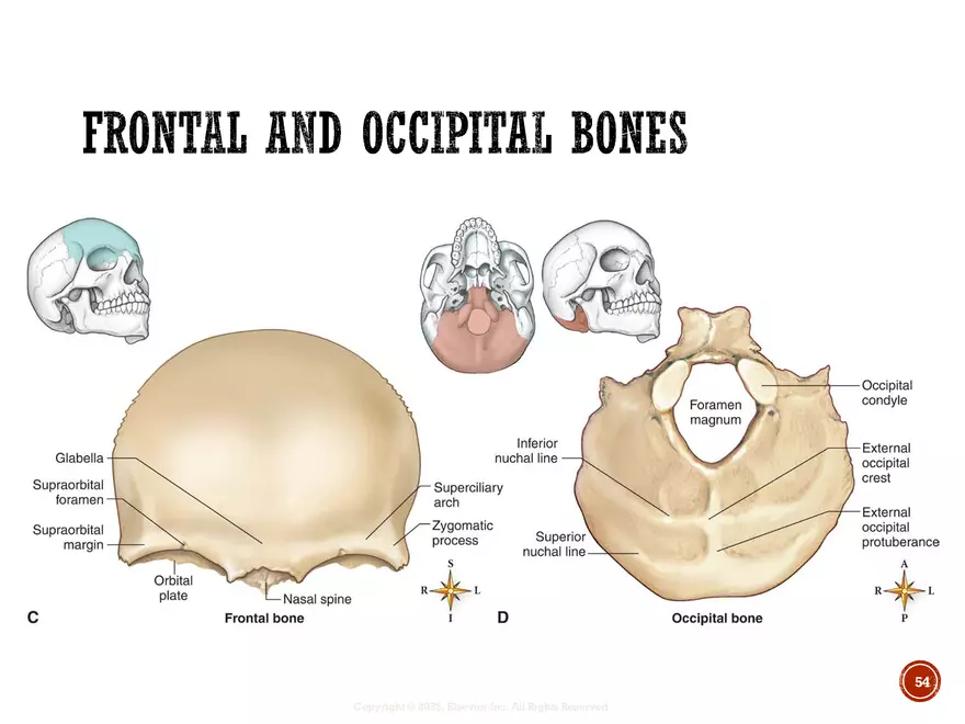 Ch. 11, 12, 13 Skeletal Tissues, Axial and Appendicular Skeleton-3 - Page 50