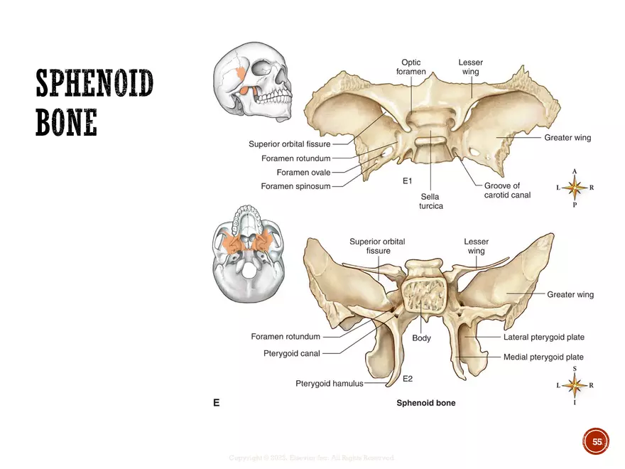 Ch. 11, 12, 13 Skeletal Tissues, Axial and Appendicular Skeleton-3 - Page 51