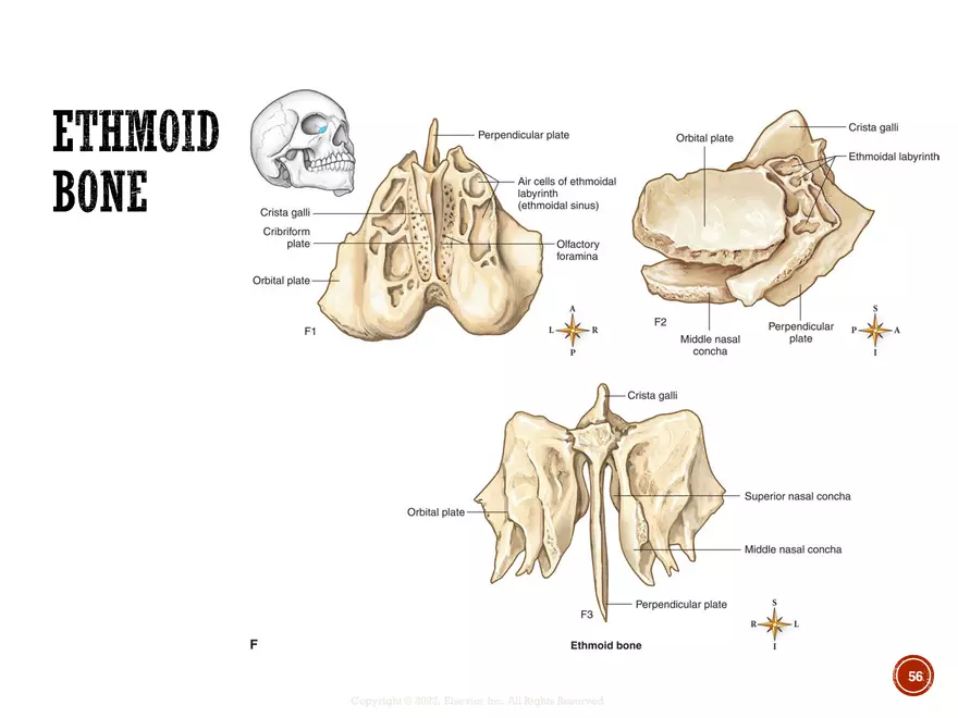 Ch. 11, 12, 13 Skeletal Tissues, Axial and Appendicular Skeleton-3 - Page 52
