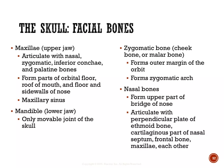 Ch. 11, 12, 13 Skeletal Tissues, Axial and Appendicular Skeleton-3 - Page 53