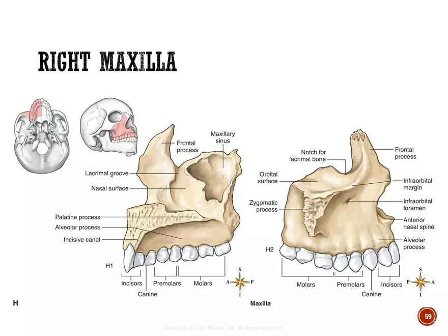 Ch. 11, 12, 13 Skeletal Tissues, Axial and Appendicular Skeleton-3 - Page 55