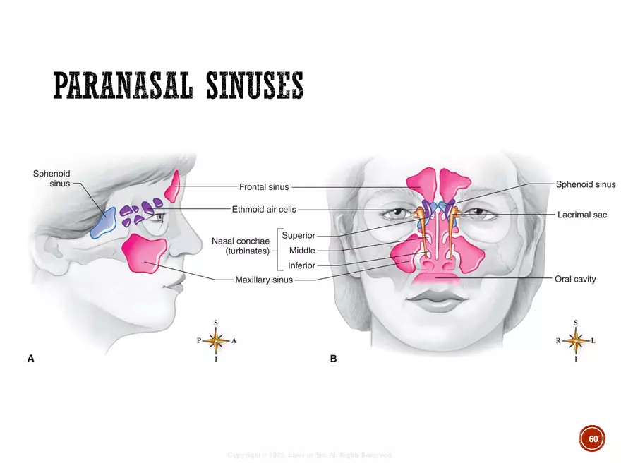 Ch. 11, 12, 13 Skeletal Tissues, Axial and Appendicular Skeleton-3 - Page 56