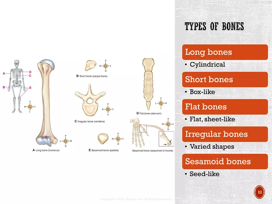 Ch. 11, 12, 13 Skeletal Tissues, Axial and Appendicular Skeleton-3 - Page 3