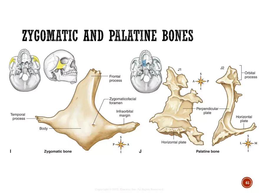 Ch. 11, 12, 13 Skeletal Tissues, Axial and Appendicular Skeleton-3 - Page 58