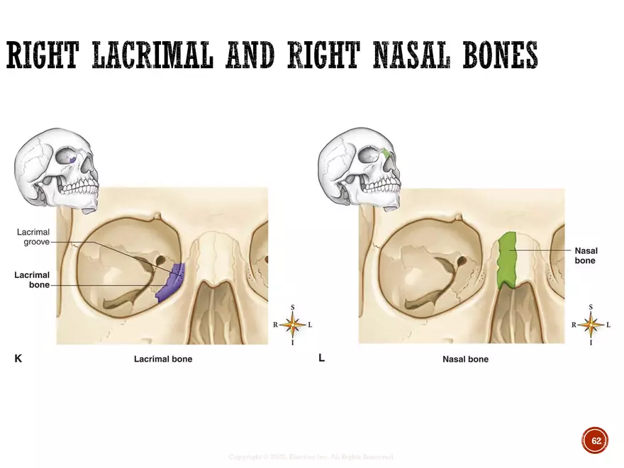 Ch. 11, 12, 13 Skeletal Tissues, Axial and Appendicular Skeleton-3 - Page 59