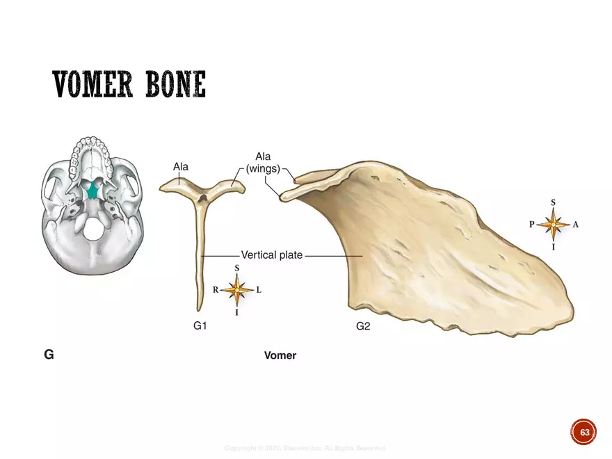 Ch. 11, 12, 13 Skeletal Tissues, Axial and Appendicular Skeleton-3 - Page 60
