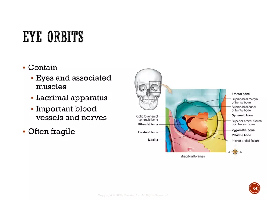 Ch. 11, 12, 13 Skeletal Tissues, Axial and Appendicular Skeleton-3 - Page 61