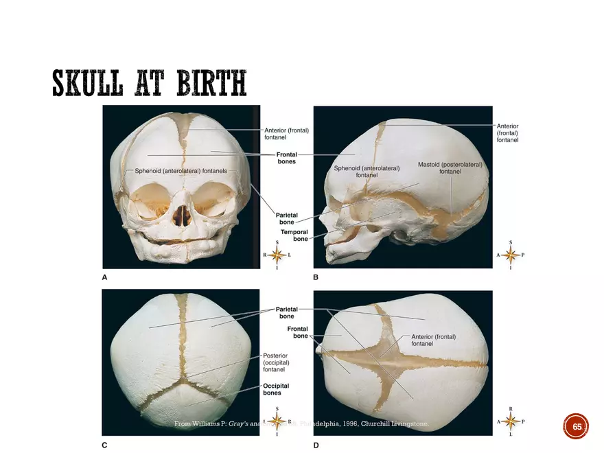 Ch. 11, 12, 13 Skeletal Tissues, Axial and Appendicular Skeleton-3 - Page 62