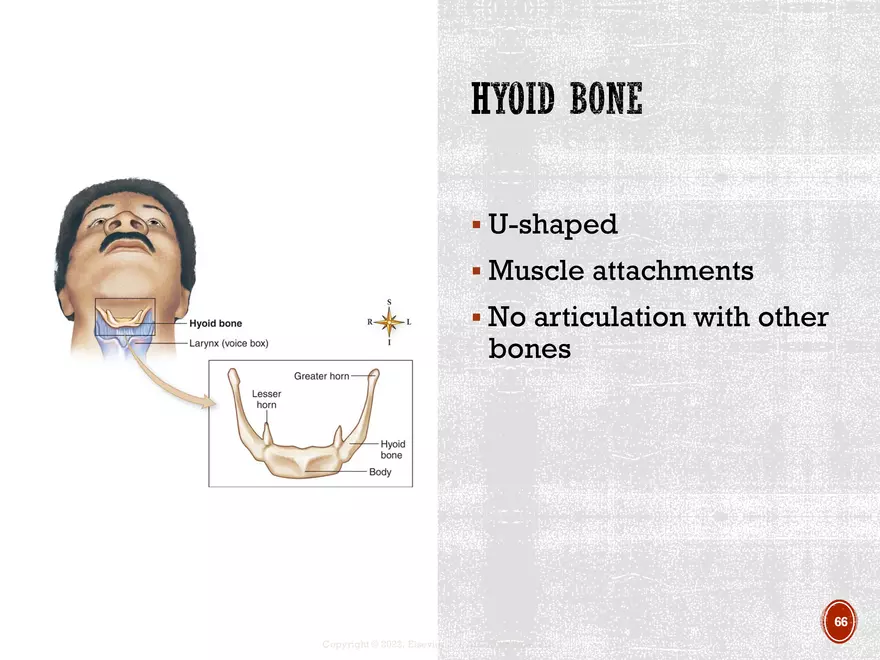 Ch. 11, 12, 13 Skeletal Tissues, Axial and Appendicular Skeleton-3 - Page 63