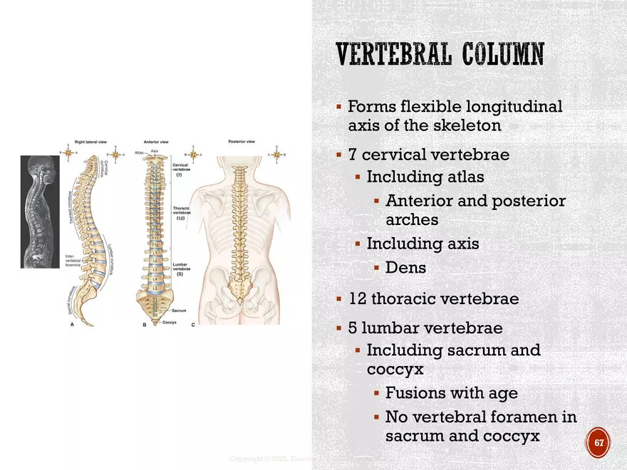 Ch. 11, 12, 13 Skeletal Tissues, Axial and Appendicular Skeleton-3 - Page 64