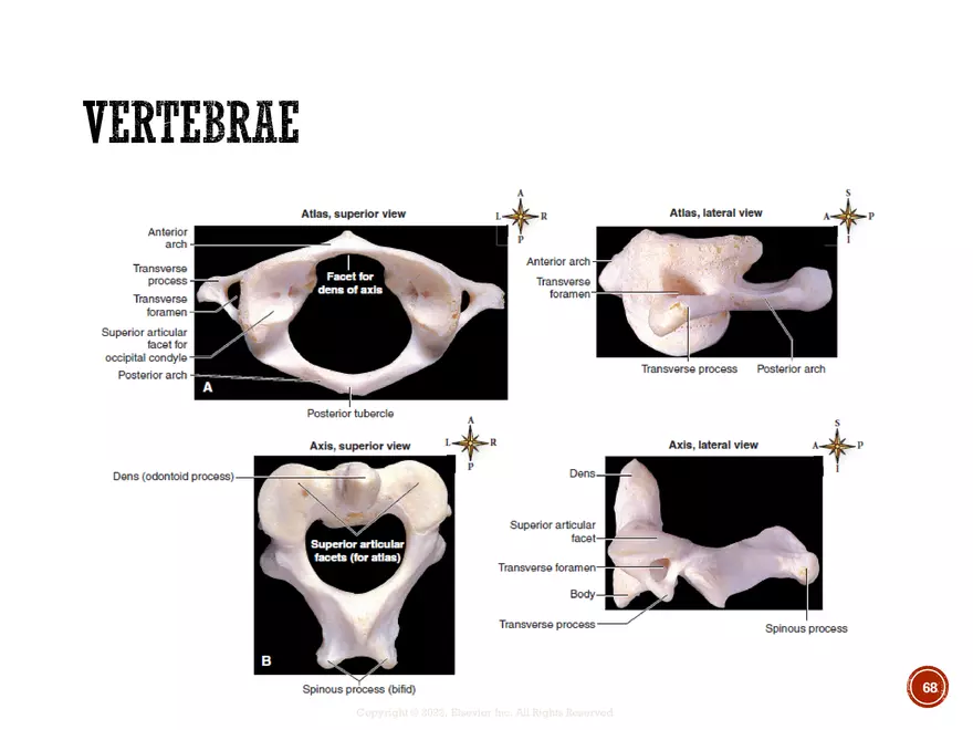 Ch. 11, 12, 13 Skeletal Tissues, Axial and Appendicular Skeleton-3 - Page 65