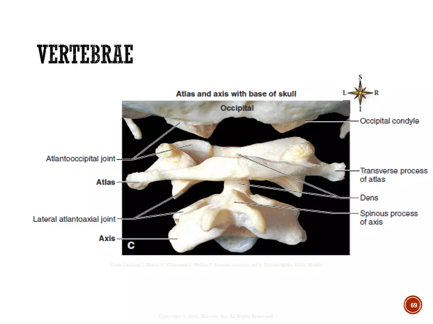 Ch. 11, 12, 13 Skeletal Tissues, Axial and Appendicular Skeleton-3 - Page 66