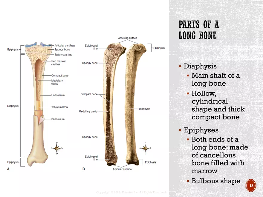 Ch. 11, 12, 13 Skeletal Tissues, Axial and Appendicular Skeleton-3 - Page 4