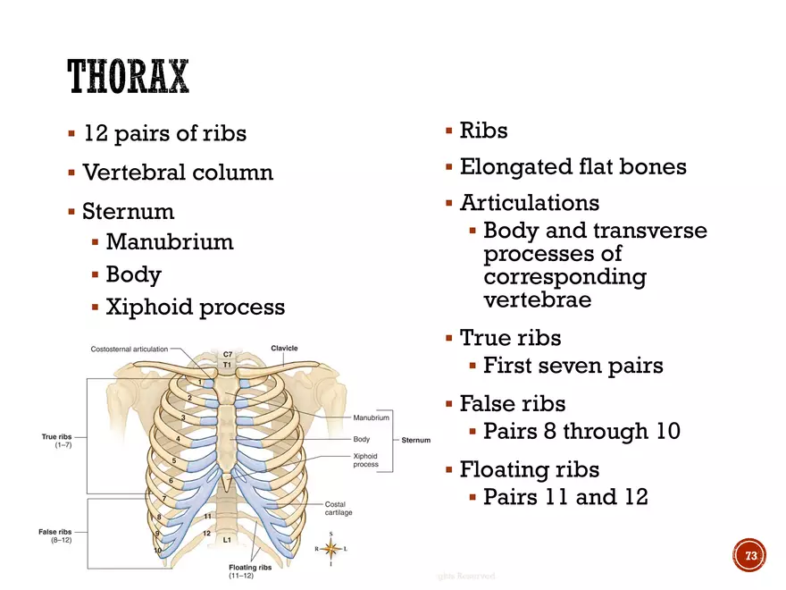 Ch. 11, 12, 13 Skeletal Tissues, Axial and Appendicular Skeleton-3 - Page 71