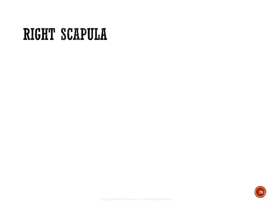 Ch. 11, 12, 13 Skeletal Tissues, Axial and Appendicular Skeleton-3 - Page 74