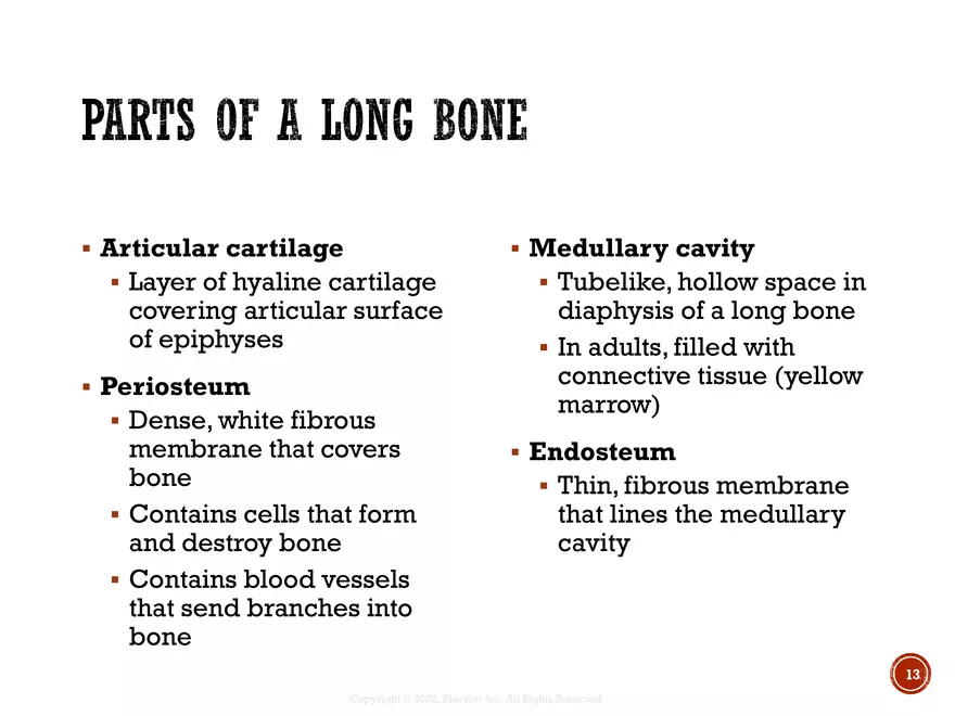 Ch. 11, 12, 13 Skeletal Tissues, Axial and Appendicular Skeleton-3 - Page 5