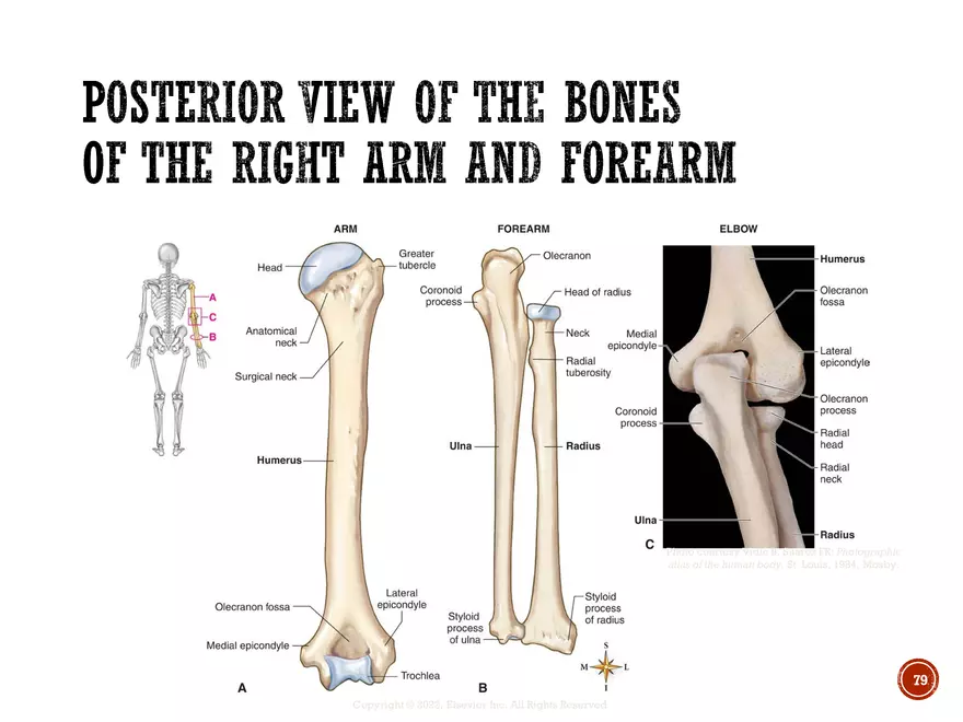 Ch. 11, 12, 13 Skeletal Tissues, Axial and Appendicular Skeleton-3 - Page 77