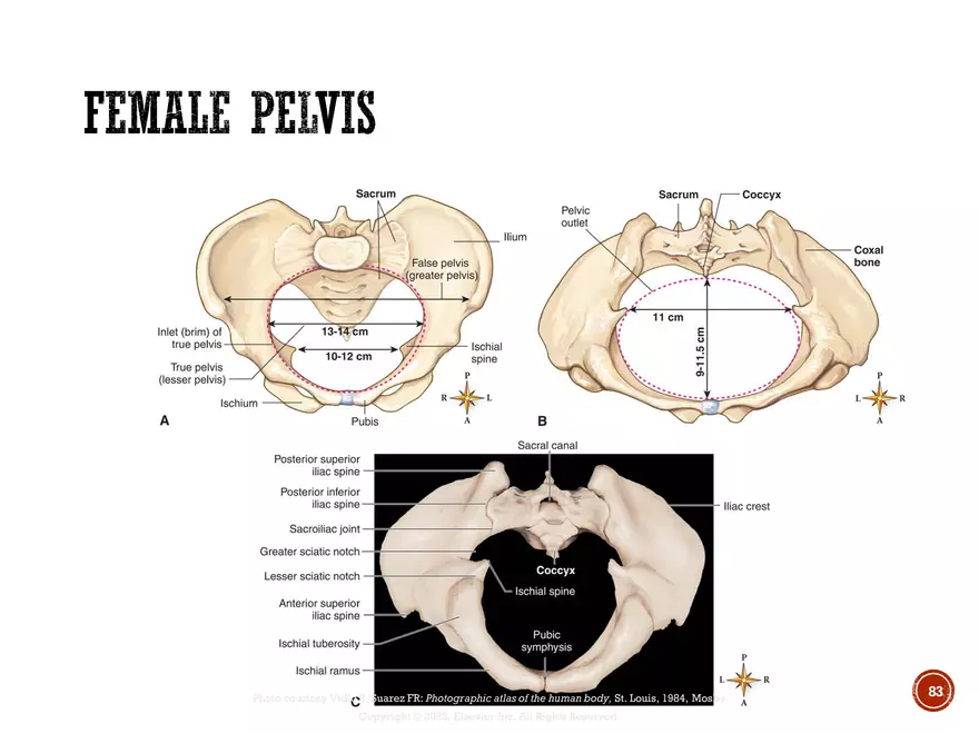 Ch. 11, 12, 13 Skeletal Tissues, Axial and Appendicular Skeleton-3 - Page 82