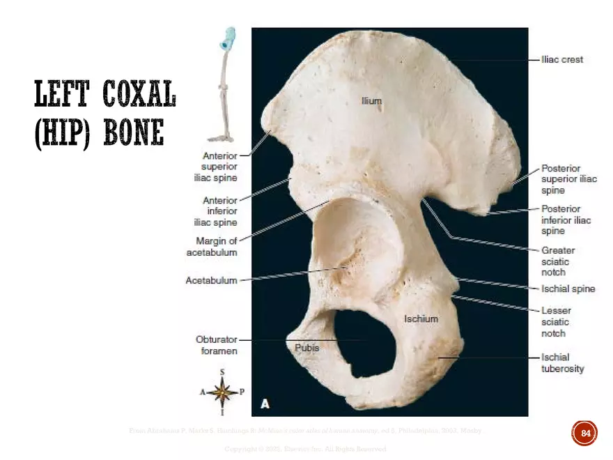 Ch. 11, 12, 13 Skeletal Tissues, Axial and Appendicular Skeleton-3 - Page 83