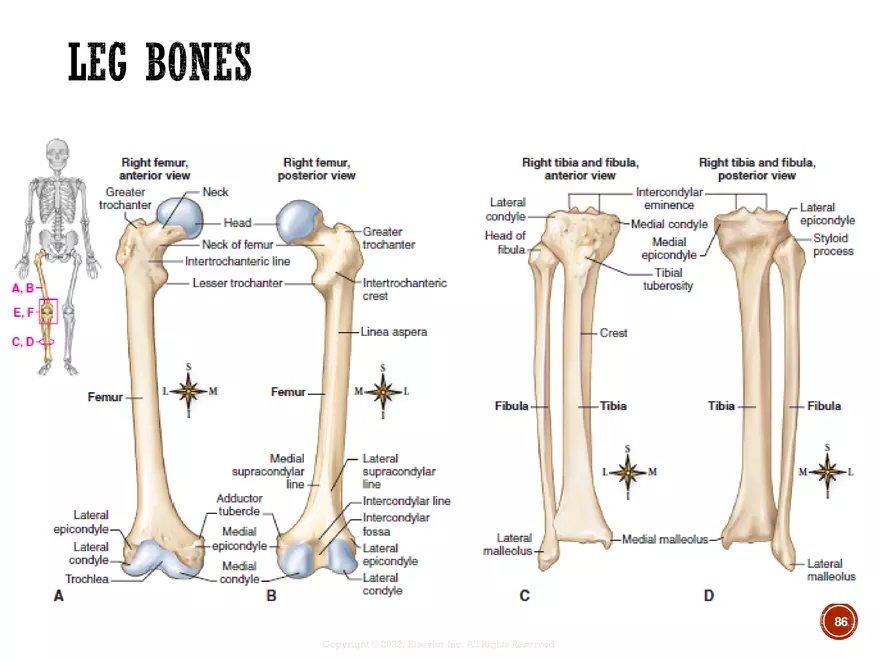 Ch. 11, 12, 13 Skeletal Tissues, Axial and Appendicular Skeleton-3 - Page 85