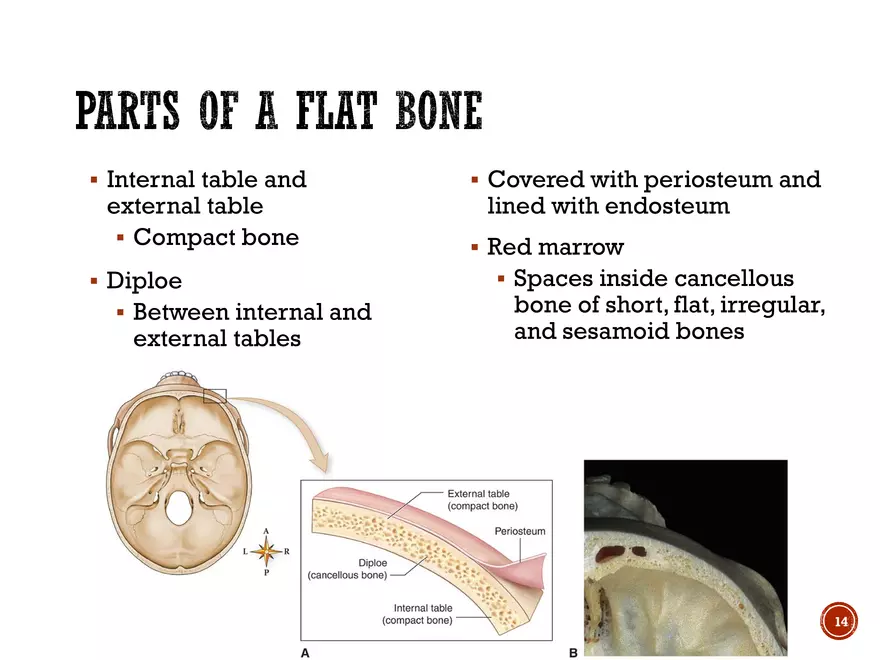Ch. 11, 12, 13 Skeletal Tissues, Axial and Appendicular Skeleton-3 - Page 6