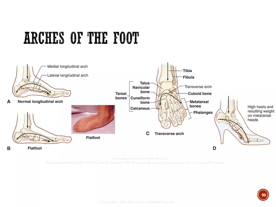 Ch. 11, 12, 13 Skeletal Tissues, Axial and Appendicular Skeleton-3 - Page 89