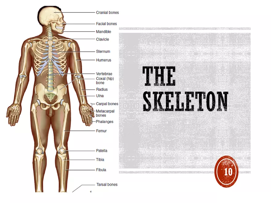 Ch. 11, 12, 13 Skeletal Tissues, Axial and Appendicular Skeleton-3 - Page 90