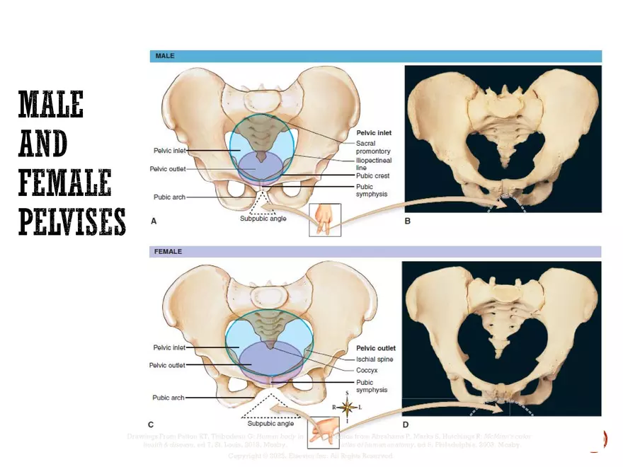 Ch. 11, 12, 13 Skeletal Tissues, Axial and Appendicular Skeleton-3 - Page 92