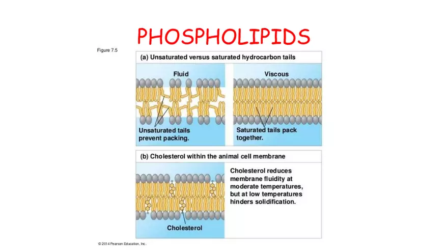 1.2 Lipids - Page 7