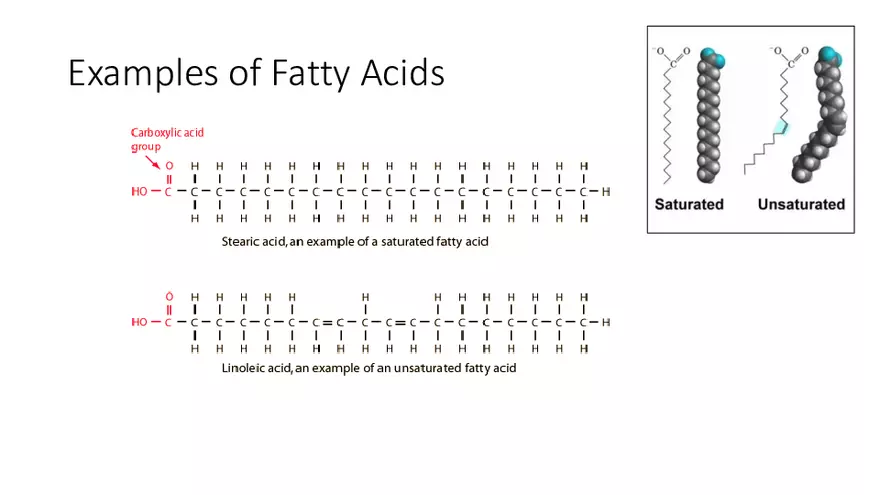1.2 Lipids - Page 11