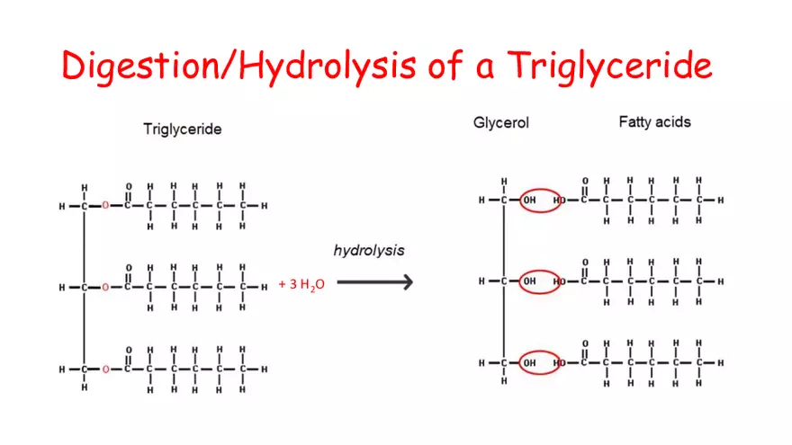1.2 Lipids - Page 13