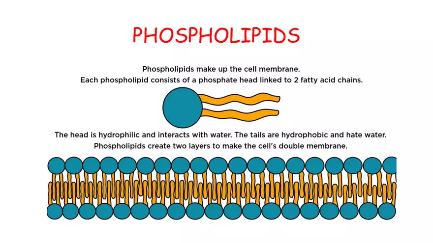1.2 Lipids - Page 5