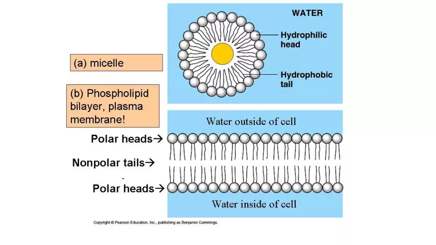 1.2 Lipids - Page 6