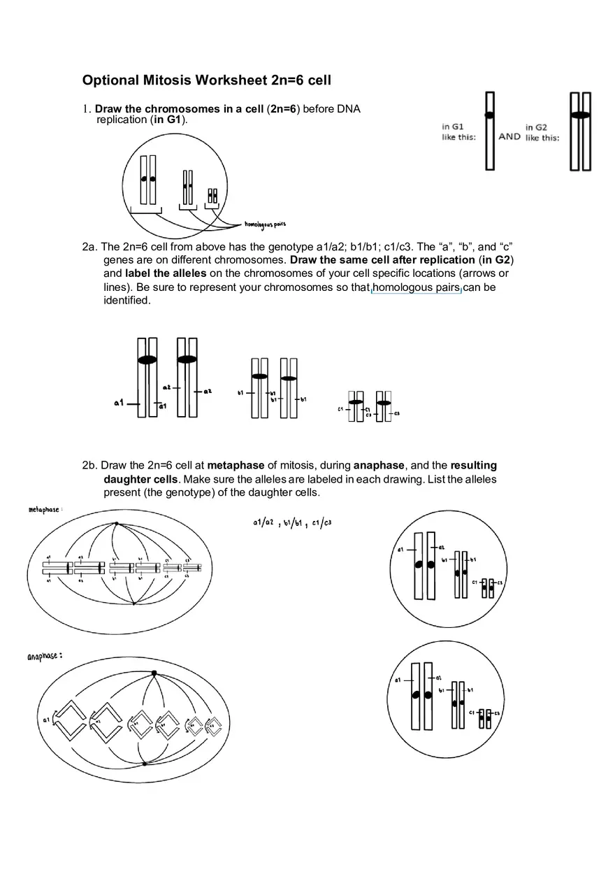 Worksheet #1 Mitosis 2n=6 Cell - Page 1