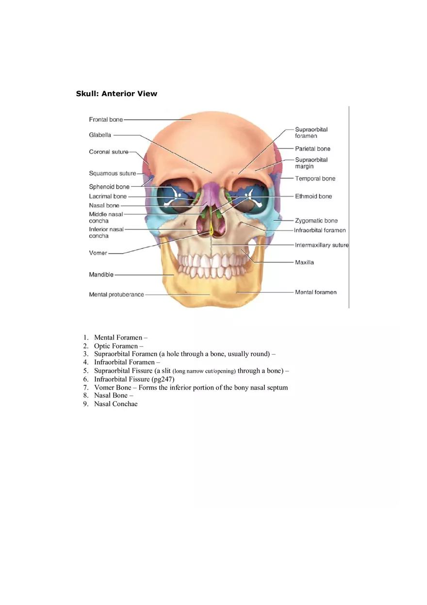 Organization of the Skeleton (Bone Review) Part 1 - Page 7