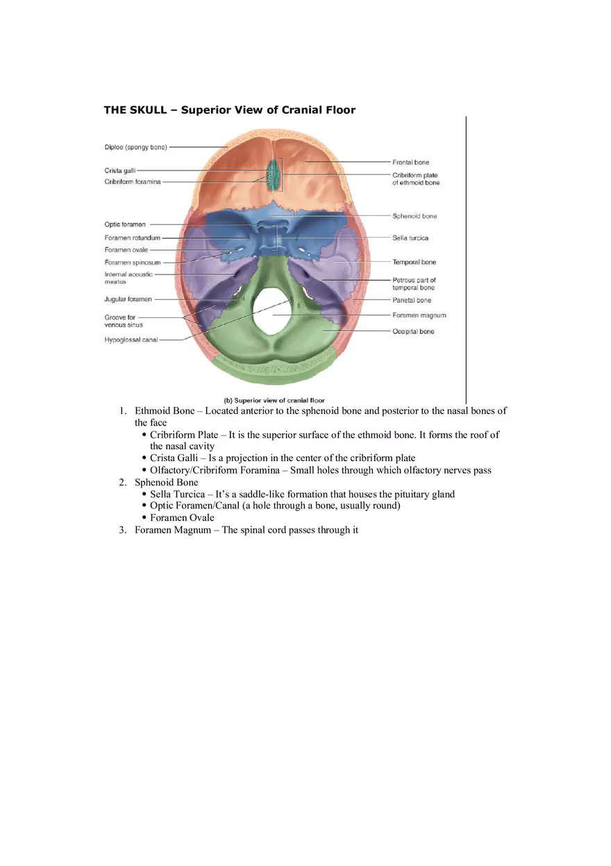 Organization of the Skeleton (Bone Review) Part 1 - Page 9