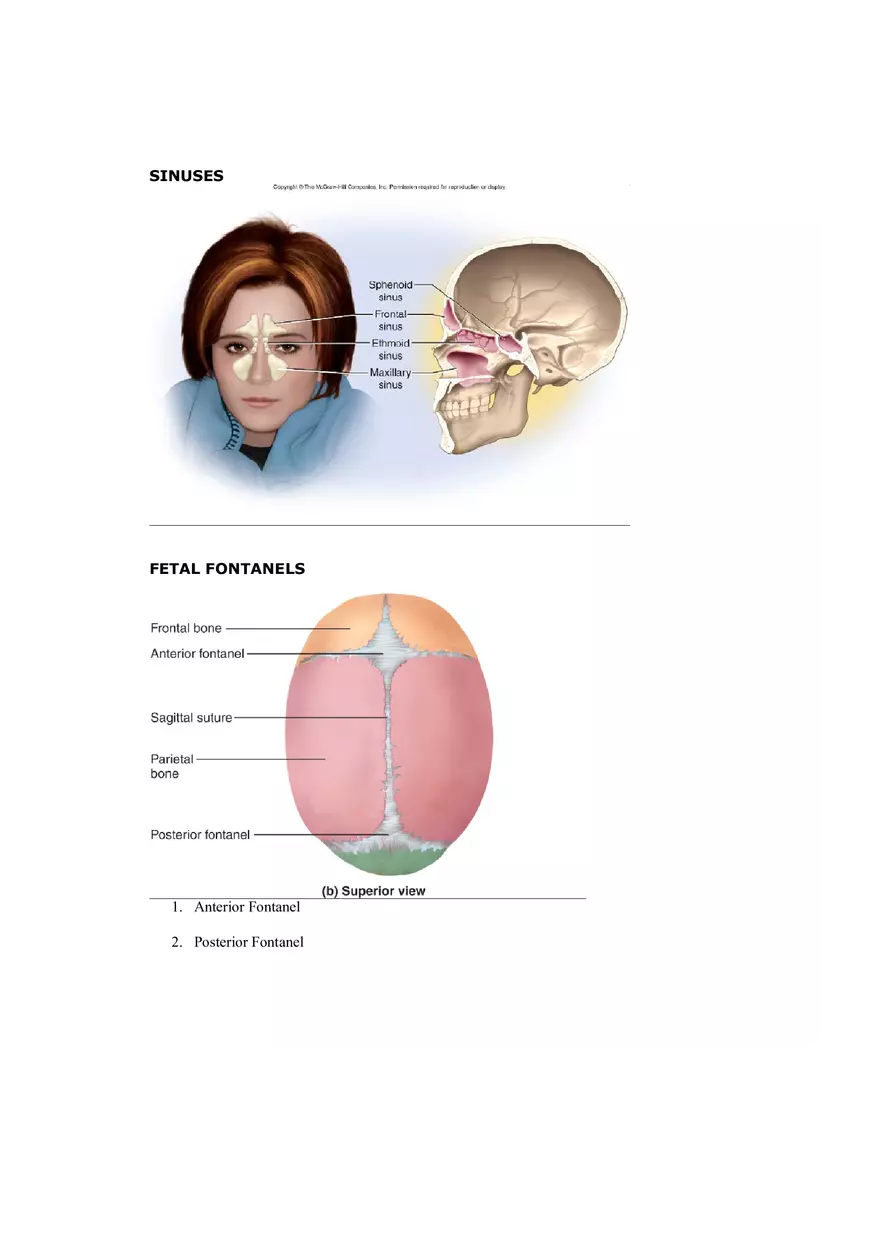 Organization of the Skeleton (Bone Review) Part 1 - Page 10