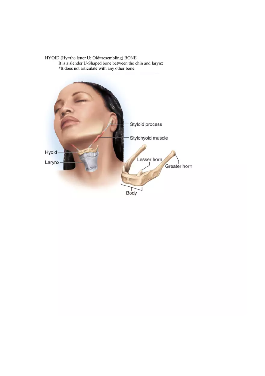 Organization of the Skeleton (Bone Review) Part 1 - Page 11