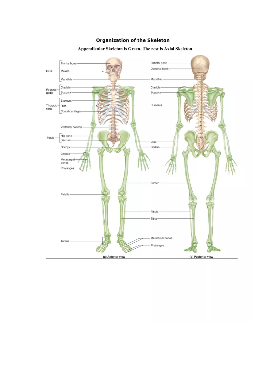 Organization of the Skeleton (Bone Review) Part 1 - Page 1