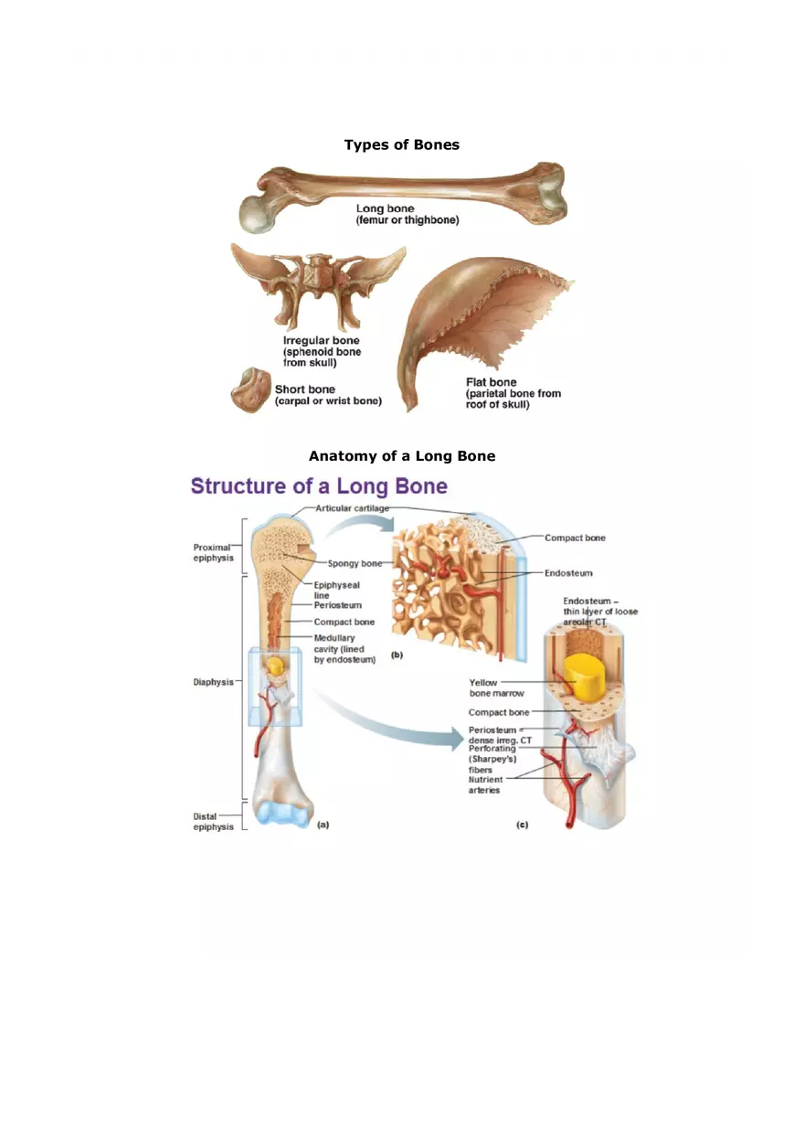 Organization of the Skeleton (Bone Review) Part 1 - Page 2