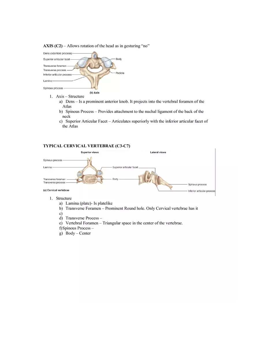 Organization of the Skeleton (Bone Review) Part 1 - Page 3