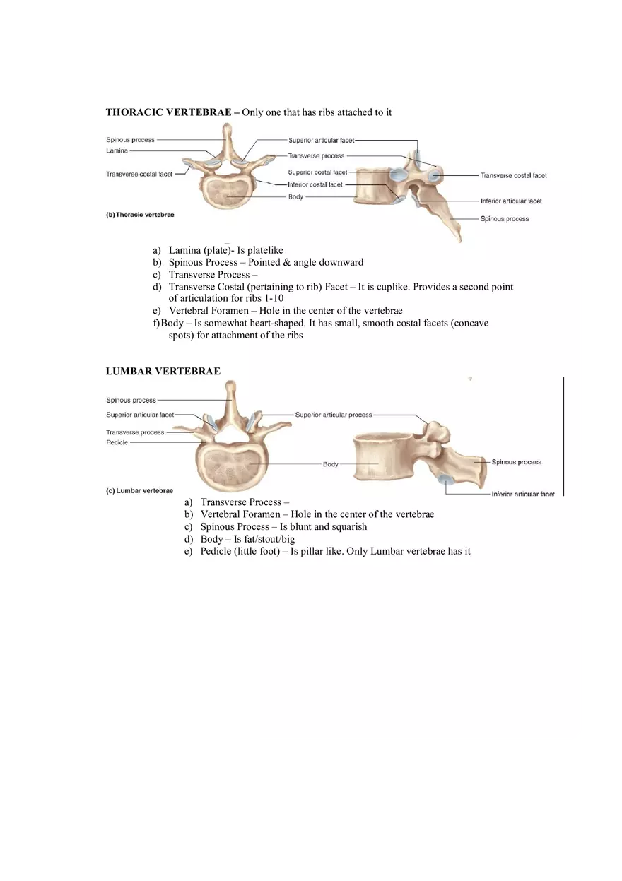 Organization of the Skeleton (Bone Review) Part 1 - Page 4