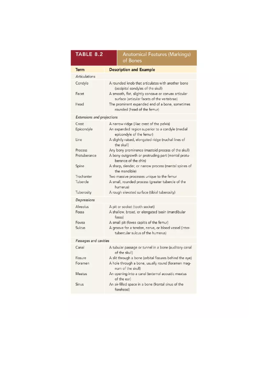 Organization of the Skeleton (Bone Review) Part 1 - Page 5
