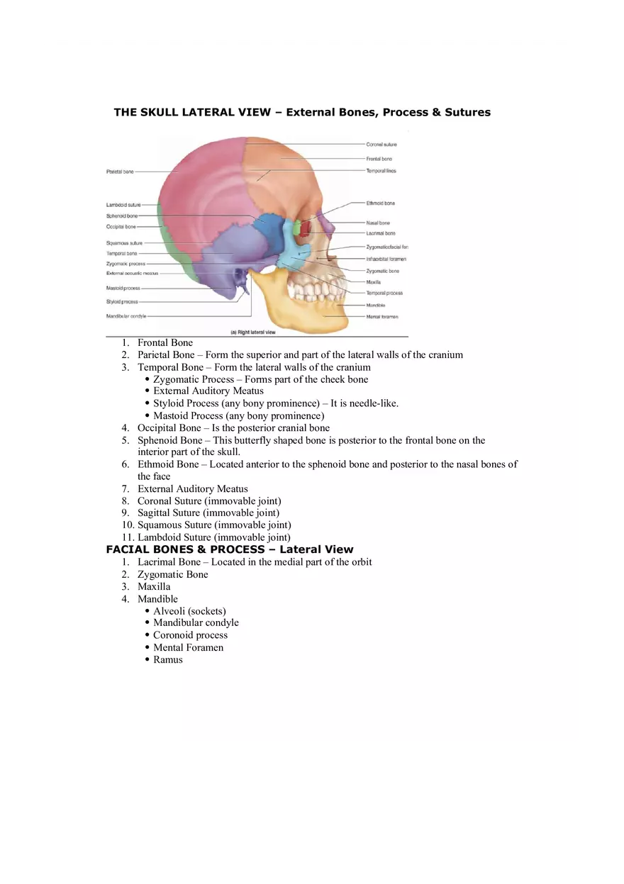 Organization of the Skeleton (Bone Review) Part 1 - Page 6