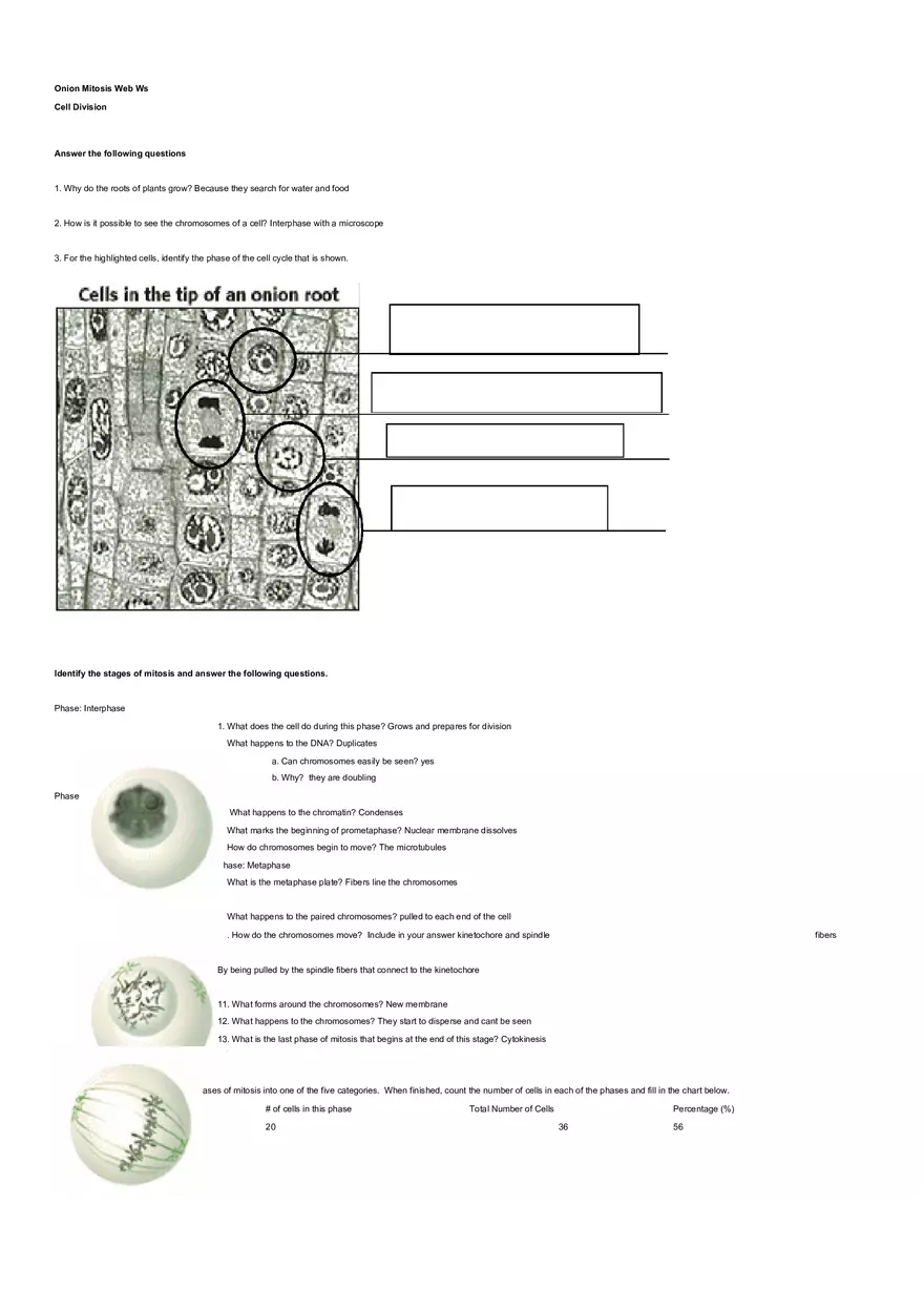 Onion Mitosis Phase - Page 1