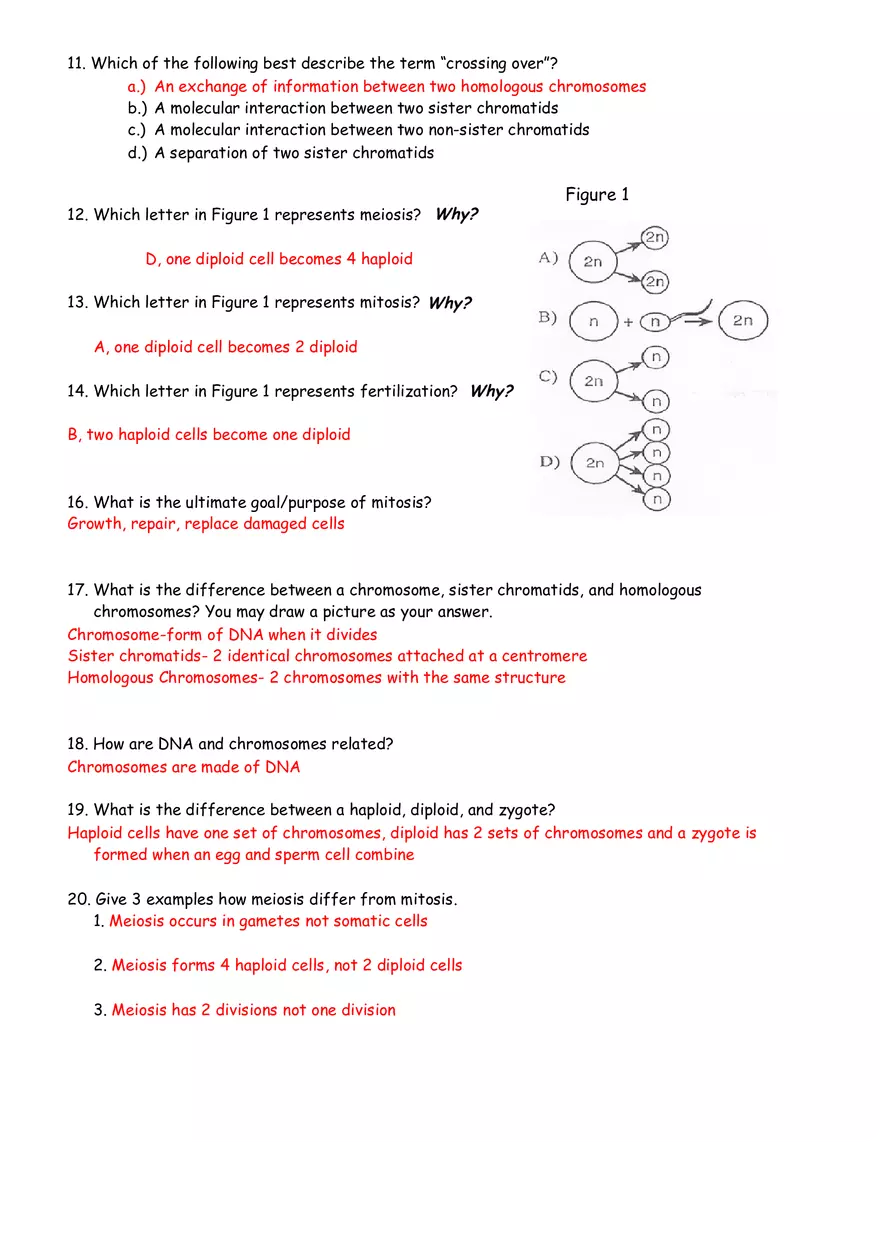 Cell Division and Cancer Review Sheet Answers - Page 2