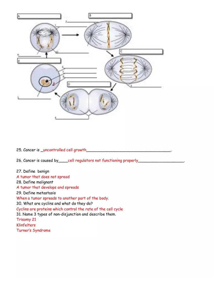 Cell Division and Cancer Review Sheet Answers - Page 4