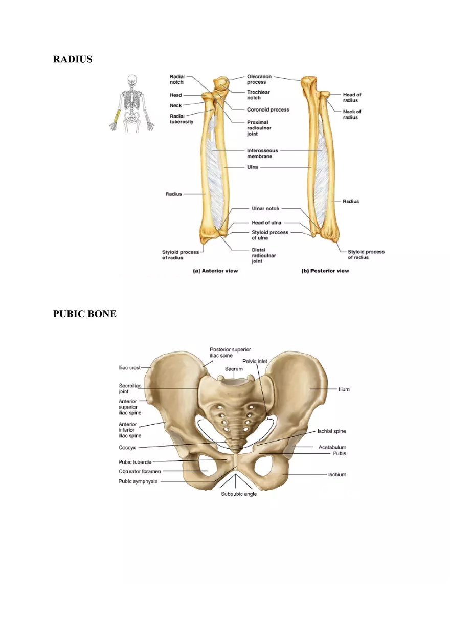 Clavicle Bone Markings - Page 7